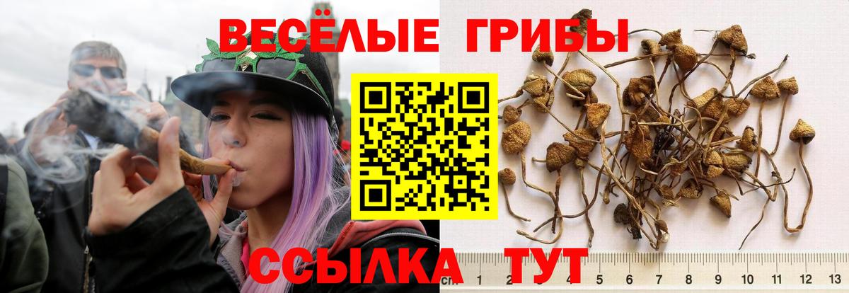 Карталы  Галлюциногенные грибы Cubensis  Вход с VPN  Псилоцибиновые грибы Psilocybe 
